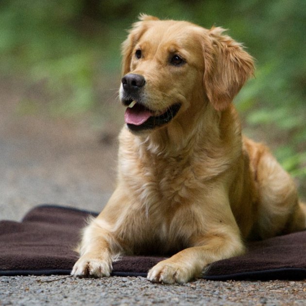 Warmup Blanket Basic